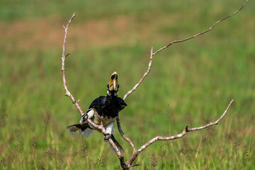 The bill and large hump are yellow. The face is black. The throat is white or yellowish-white. The...