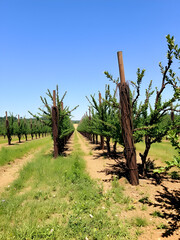 Fototapeta premium Sustainable orchard with windbreaks emission reduction and erosion control