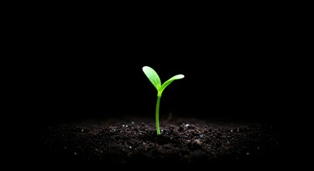 Sprout, Seedling, Plant, New Life Sprouting in Darkness