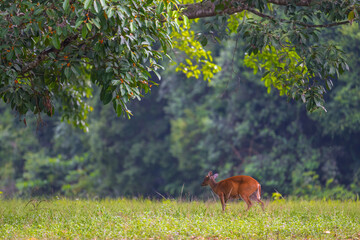 The hair on the body is brown. Have other colors mixed up He's smaller than other genus deer. Under...