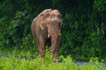 Fototapeta premium Elephants are large mammals and are the largest land animals. Wild elephants eat plants. They are big, have a small head, big legs, and have a trunk that reaches to the ground. That trunk is the nose.