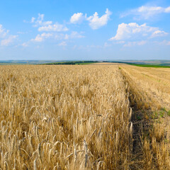 Wheat field and colorful sky.