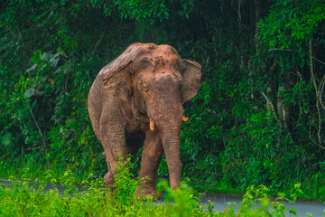 Fototapeta premium Elephants are large mammals and are the largest land animals. Wild elephants eat plants. They are big, have a small head, big legs, and have a trunk that reaches to the ground. That trunk is the nose.