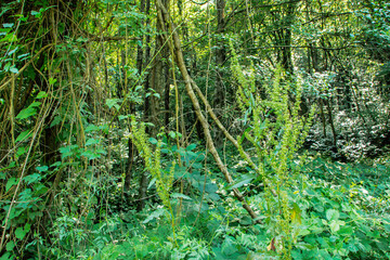dense green vines, trees and branches in the forest covered with moss