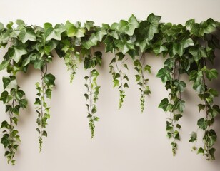 hanging ivy leaves cascading from top isolated on bright neutral backdrop