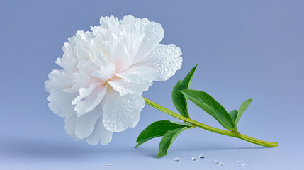 A white flower with water drops