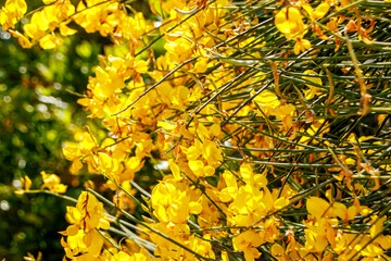 yellow flowers on the tree in the woods