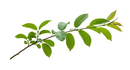 Branch, Leaves, Green leaves, Green Branch with Lush Leaves Isolated on White