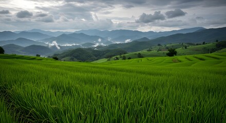 Fototapeta premium Rice terraces, Rice paddy, Rice field, Lush Green Rice Terraces in Mountain Valley