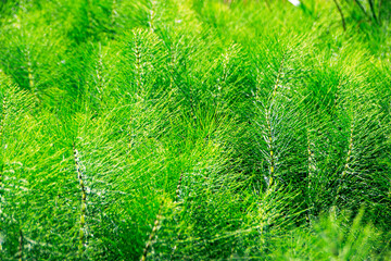 green pine needles in the forest