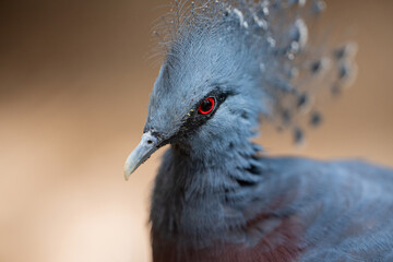 Victoria crowned pigeon close-up. Tenerife Island.