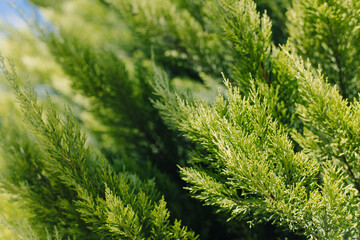 Bright green cypress branches in a blue sky. Close up.