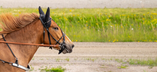 Equestrian sport. Copy space for your text. Portrait of a horse in motion