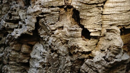 cork oak tree bark as a background