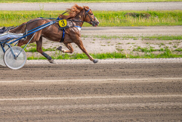Equestrian sport. Horizontal photo banner. Copy space for your text. Horses compete in harness...