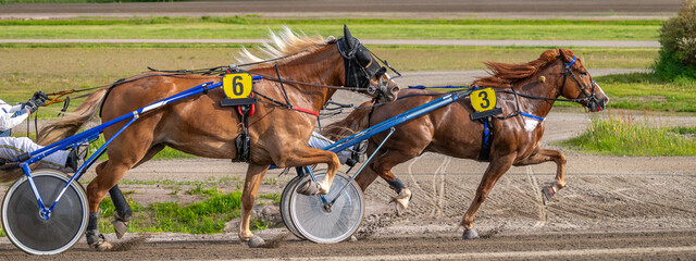 Equestrian sport. Horizontal photo banner. Copy space for your text. Horses compete in harness...