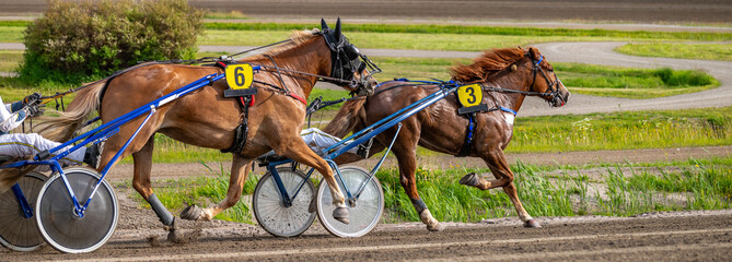 Equestrian sport. Horizontal photo banner. Copy space for your text. Horses compete in harness...