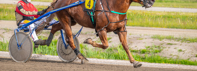 Equestrian sport. Horizontal photo banner. Copy space for your text. Horses compete in harness...