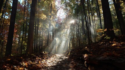 Obraz premium Sunlight beams through autumn maple canopy onto leaf-covered trail