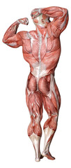 3D Rendering Male Anatomy Figure on White