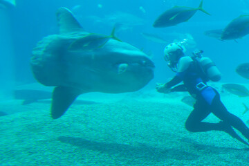 Scuba diver swimming with sunfish