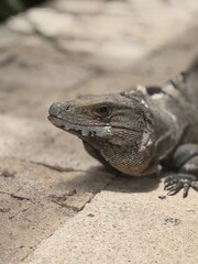 Portrait of an iguana in Quintana Roo Mexico, eye height headshot with bokeh blurred background