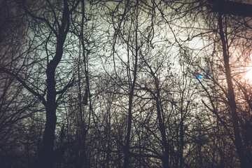 Clear winter day in the park