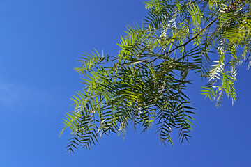 Weeping willow (Salix babylonica) foliage and blue sky, Rio de Janeiro, Brazil