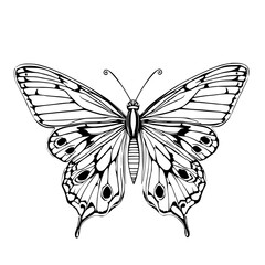Elegant Butterfly Line Art: A striking monochrome illustration showcases a detailed butterfly, its intricate wings and delicate antennae rendered in bold black ink lines against a white backdrop.