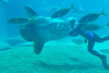 Scuba diver swimming with sunfish