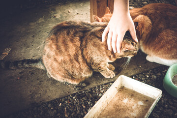 Stray cats eating from a bowl in the village