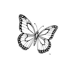 Monarch Butterfly Illustration: A striking black and white line art drawing of a monarch butterfly, showcasing its intricate wing patterns and delicate details against a clean white background.
