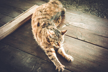 Fat stray cat in summer in the village