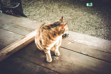 Fat stray cat in summer in the village