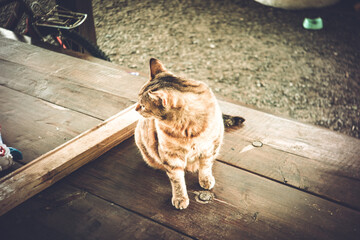 Fat stray cat in summer in the village