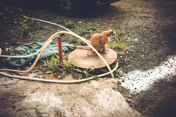 Ginger cat sitting on manhole in village