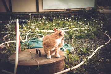Ginger cat sitting on manhole in village