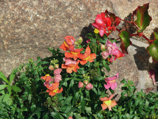 Flowers in bloom alongside the street.