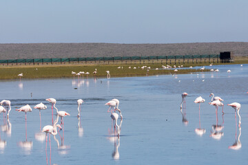 Fototapeta premium Bird Hide on Langebaan Lagoon, South Africa with assorted waders and flamingos, a birding hotspot and protected RAMSAR wetland site, West Coast National park