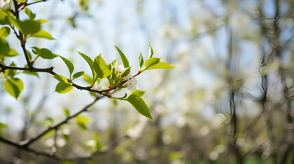 Spring is coming, nature comes to life. Selective focus and close up. The mulberry tree is just getting greener. Copy space.