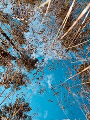 view of the sky from the grass