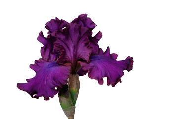 Purple iris with fringed petals on a transparent background. Perfect for design, collages,...