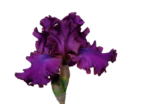 Purple iris with fringed petals on a transparent background. Perfect for design, collages, packaging, and floral projects.

