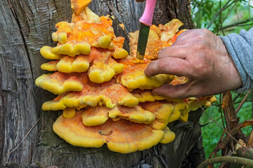 Laetiporus sulphureus (Chicken of the woods) is a species of bracket fungus (fungi that grow on trees). Sulphur polypore, sulphur shelf