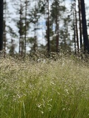 lawn with grass in the forest