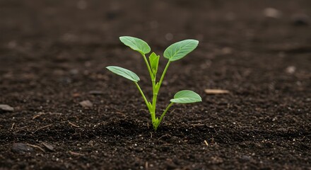 Fototapeta premium Sprout, Seedling, Plant, Young Plant Sprout in Soil