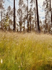 lawn with grass in the forest