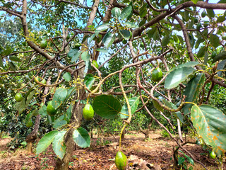 Selective focus. Avocado on the tree. Unripe fruits dangle with promise with blue sky background.

