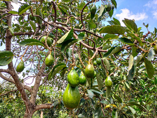 Selective focus. Avocado on the tree. Unripe fruits dangle with promise with blue sky background.
