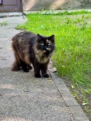 street cat